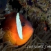 anemonefish_fiji_sr_beqa_h_0128_fij0181.jpg